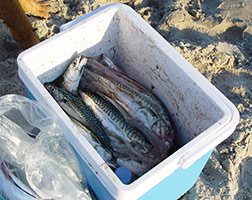 Frisch gefangene Makrelen eine Delikatesse der Nordsee