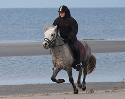 Ein schneller Galopp am Strand
