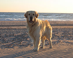 Spaß am Strand für die ganze Familie